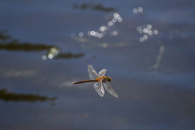 Dragonfly hovering in flight over dark water.