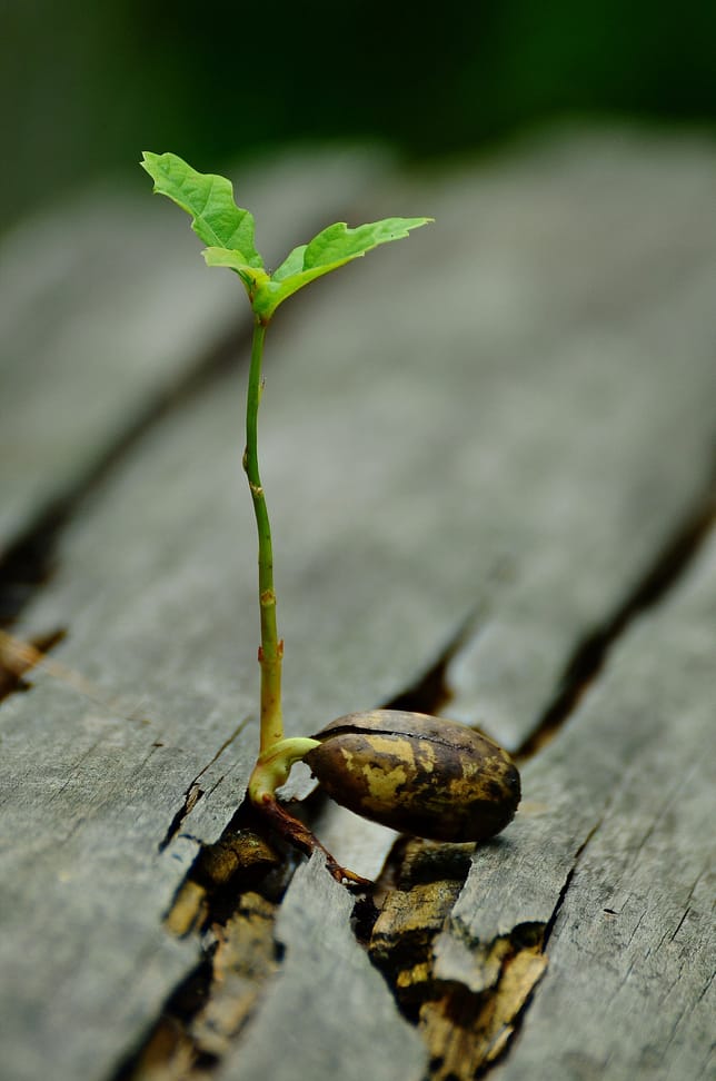 Single thin green plant stem against light backdrop.